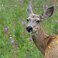 Deer in a field of flowers