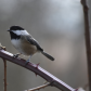 Chickadee on a cloudy Day