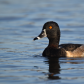 Ring-necked duck