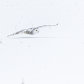 Flying Low