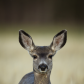 Mule Deer Doe