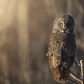 Morning Light Owl