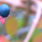 Viburnum berries