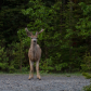 Mule Deer