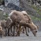 Mountain Sheep Family