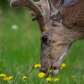 Deer Eating Dandelions