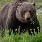 Bear Eating Dandelions