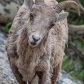 Bighorn Sheep