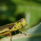 Grasshopper