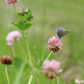 Little butterfly
