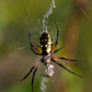 Yellow Garden Spider