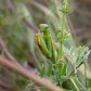 Praying Mantis