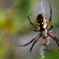 Yellow Garden Spider