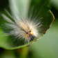 Caterpillar