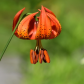 Turk's Cap Lily