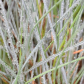 Dew on Grass