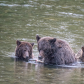Grizzly Cubs Learning To Fish