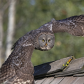 great grey owl