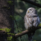 Barred Owl