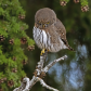 pygmy owl stare down