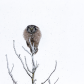 Northern Hawk Owl in Snow