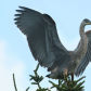 Heron