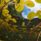 A tadpole's perspective