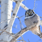 Northern Hawk Owl