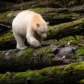 Bear Necessities 