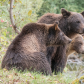 Grizzly Family Watching