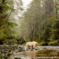 Spirit Bear In The Mist