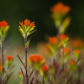 An alvar flower