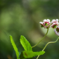 Pipsissewa