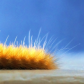 Caterpillar
