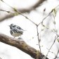 A little bird 