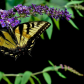 Yellow Swallowtail Butterfly