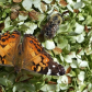 Pollinators