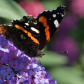 The Red Admiral