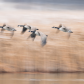 canada geese