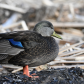 Resting Black Duck