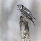 Northern Hawk Owl 