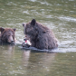Mom Teaching Cub Fishing