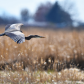 Heron in flight