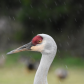 Crane in the rain