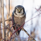 Northern Hawk Owl