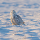 Local Snowy Owl 