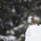 Snowy Afternoon