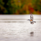 Belted Kingfisher in Autumn