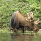 Bull Moose