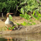 Common Merganser